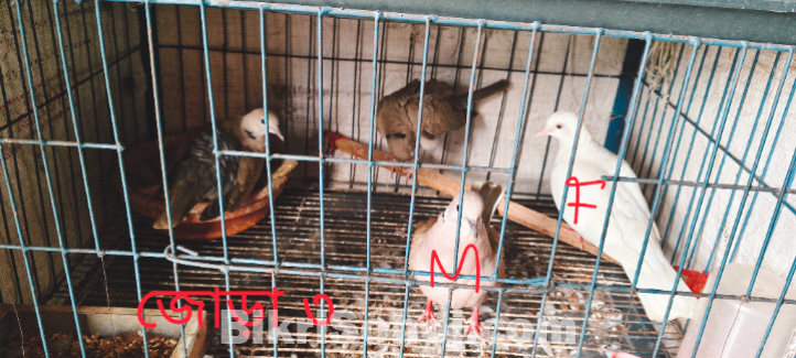 ঘুঘু